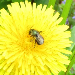 Osmia lignaria lignaria