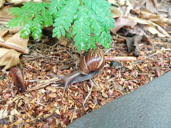 Lissachatina fulica