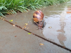 Lissachatina fulica