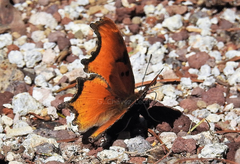 Polygonia haroldii