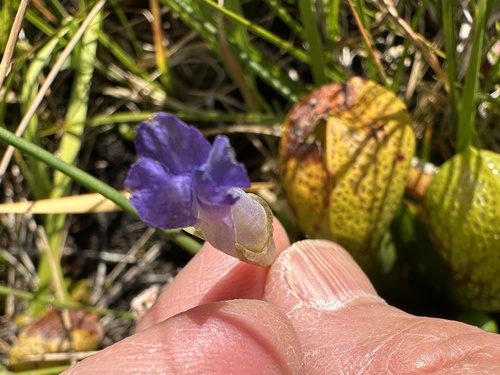 Hiker's Gentian (Gentianopsis simplex)
