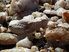 Trachypetrella anderssonii