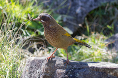 Trochalopteron morrisonianum