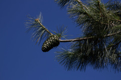 Pinus armandi
