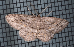 Zermizinga sinuata