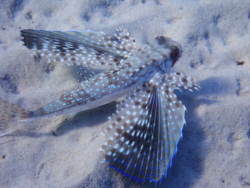 Dactylopterus volitans