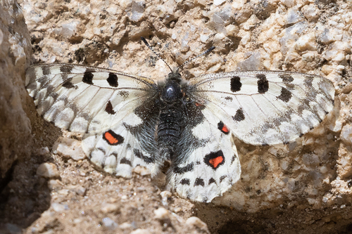 Common Red Apollo