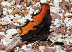 Polygonia haroldii