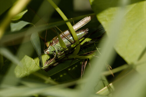 Long-winged Conehead, Nieuwe Niedorp, Netherlands, photo 8 of 10