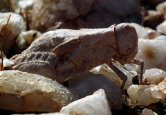 Trachypetrella anderssonii