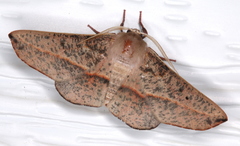 Antictenia punctunculus