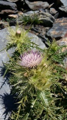 Cirsium obvallatum