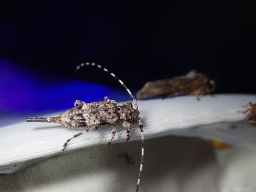 Acanthocinus reticulatus