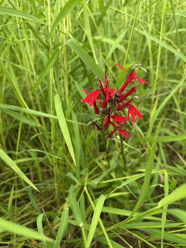 Cardinal Flower