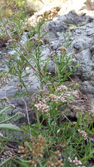 Pluchea salicifolia