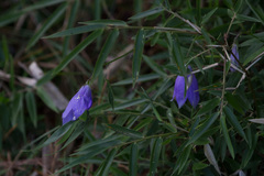 Adenophora morrisonensis