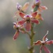 Prosthechea hartwegii - Photo (c) Riley Fortier, alguns direitos reservados (CC BY-NC), uploaded by Riley Fortier