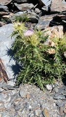 Cirsium obvallatum