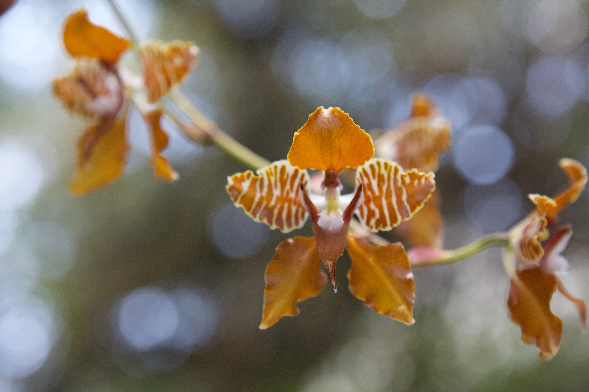 Cyrtochilum minax (Rchb.f.) Kraenzl. 2