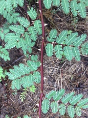 Mimosa asperata