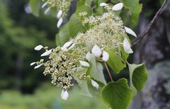 Hydrangea hydrangeoides