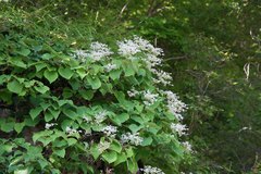 Hydrangea hydrangeoides