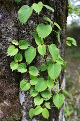 Hydrangea hydrangeoides