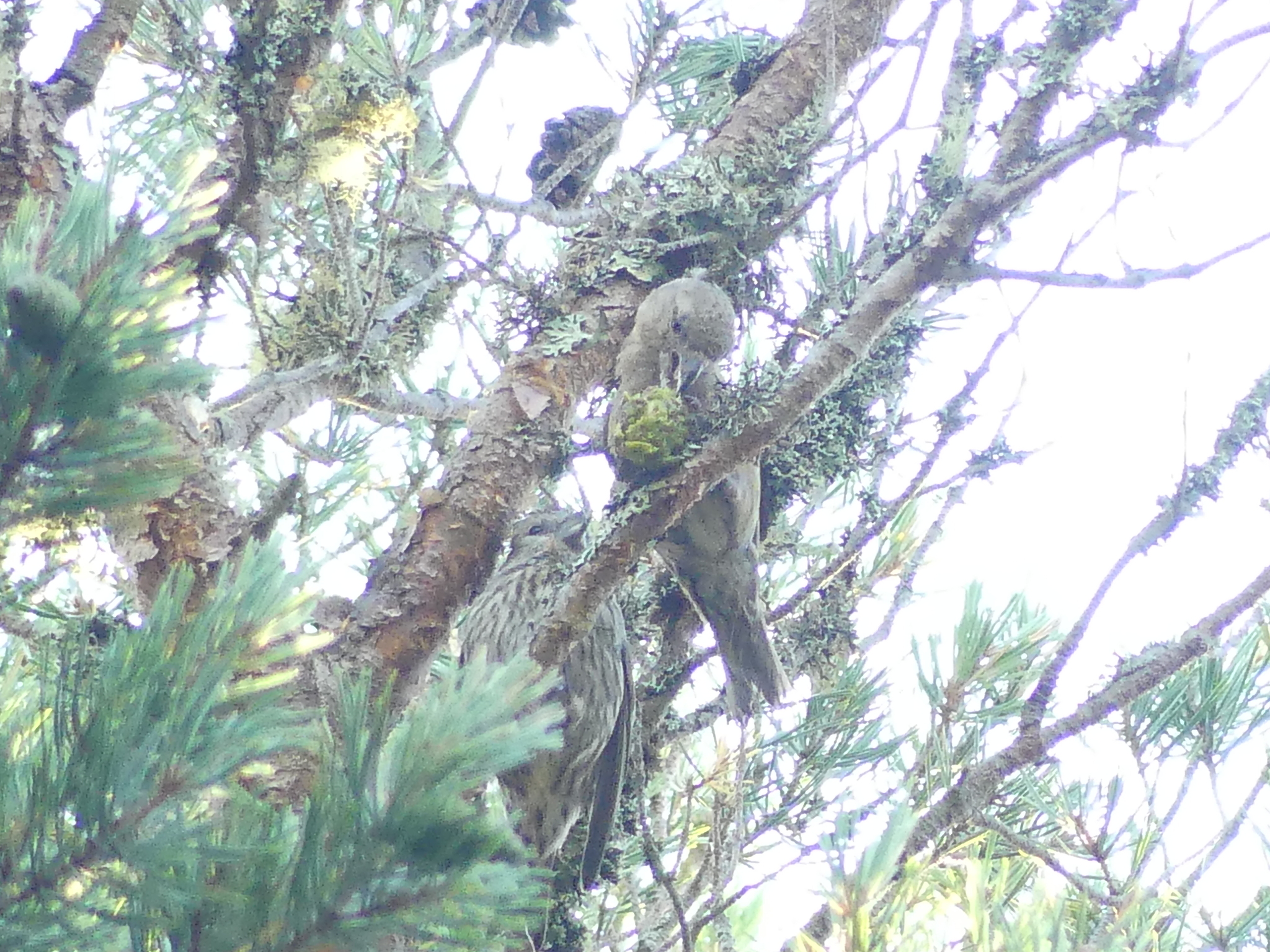 Scottish Crossbill (Loxia scotica)