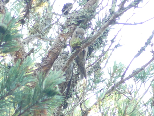 Scottish Crossbill (Loxia scotica), photo 8