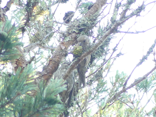 Scottish Crossbill (Loxia scotica), photo 2