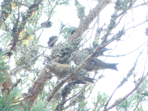 Scottish Crossbill (Loxia scotica), photo 5
