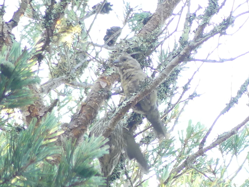 Scottish Crossbill (Loxia scotica), photo 4