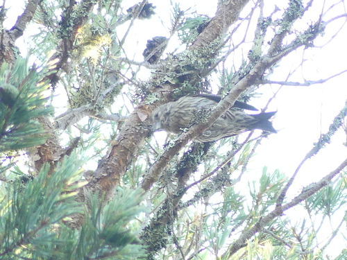Scottish Crossbill (Loxia scotica), photo 6