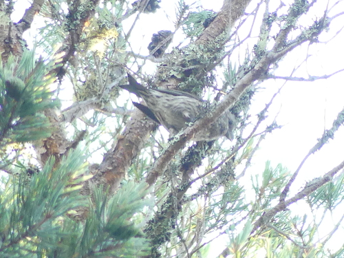 Scottish Crossbill (Loxia scotica), photo 7