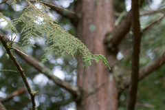 Chamaecyparis formosensis