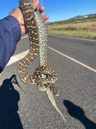 Coastal Carpet Python sighting