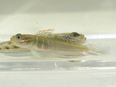Green Goby photo 1