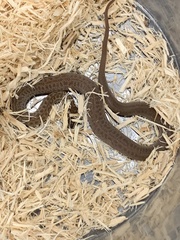 Lamprophis