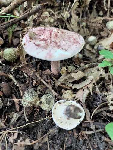 Hygrophorus russula — no rights reserved