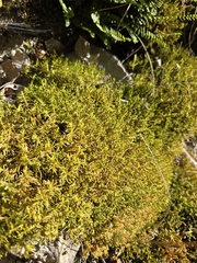 Fir-leaved Cushion Moss (Abietinella abietina)