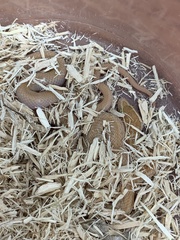 Lamprophis