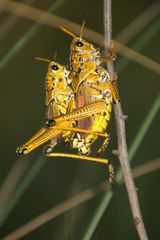 Romalea microptera image