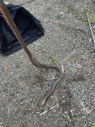 Eastern Brown Snake sighting