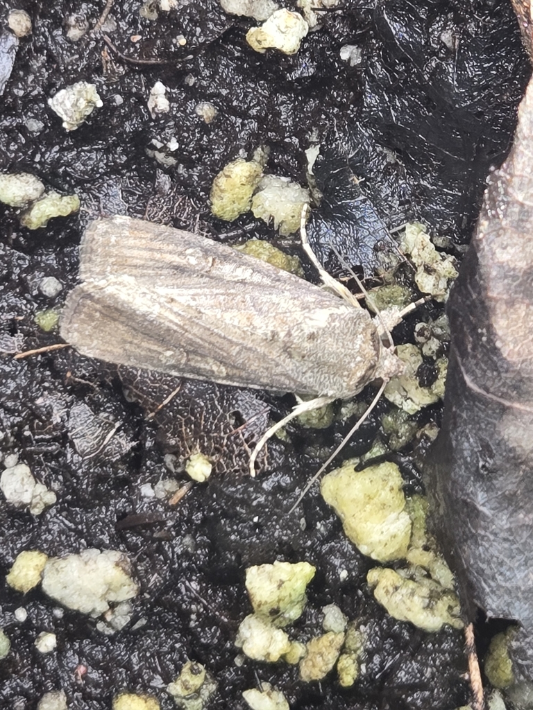 Fall Armyworm Moth from Erie, PA 16507, USA on September 4, 2025 at 03: ...