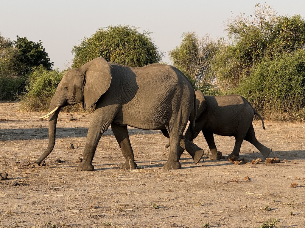 Loxodonta africana, , by Mary Duffy
