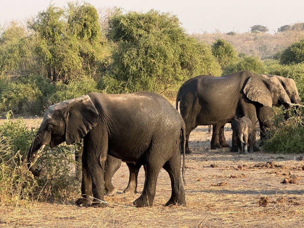 Loxodonta africana, , by Mary Duffy