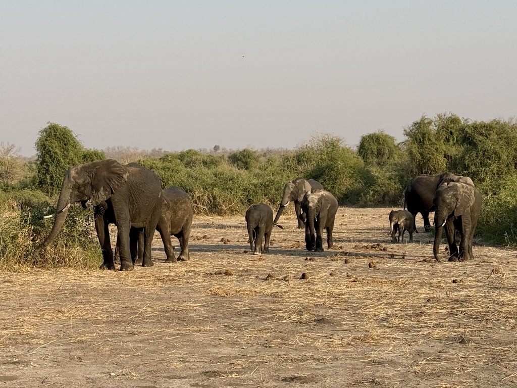 Loxodonta africana, , by Mary Duffy