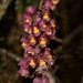 Cyrtochilum rhodoneurum - Photo (c) Riley Fortier, some rights reserved (CC BY-NC), uploaded by Riley Fortier