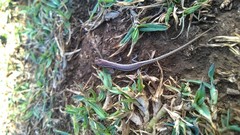 Cryptoblepharus poecilopleurus