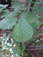 Corylus avellana
